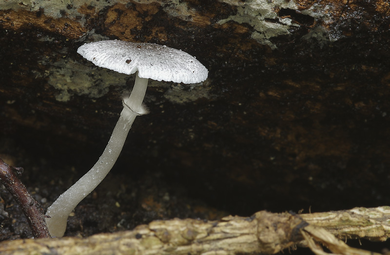 Leucocoprinus heinemannii